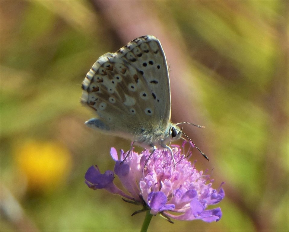 Polyommatus bellargus? No, Polyommatus (Lysandra) coridon, Lycaenidae